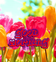 Maybe you would like to learn more about one of these? Good Morning 3d Images Pics With Flower Most Beautiful Flowers 720x810 Wallpaper Teahub Io