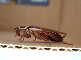 Pest control specific online classifieds: German Roaches Bulwark Exterminating 2020 4 7 Stars