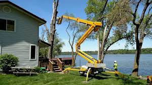 Tree Removal Tree Services Stump Removal Tree Removal Tree Removal Cost Tree Removal Service