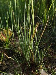 Image result for Triglochin