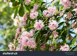 Image result for Dais cotinifolia