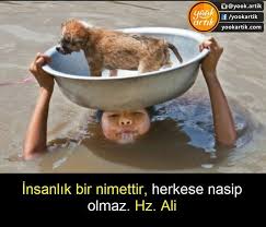 Ahmet Tan Adli Kullanicinin Hayvanlara Merhamet Et Panosundaki Pin 2020 Hayvan