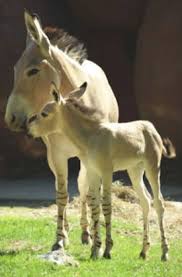 What were horses used in america for. Why Did Horses Die Out In North America Features Horsetalk Co Nz