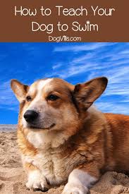 How To Teach Your Dog To Swim In 7 Easy Steps Training Your Dog Dog Training Dog Training Obedience