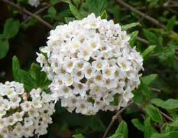 Tubular flowers come in a variety of shades including white, orange, red, blue, yellow, and lavender that bloom in summer. 20 Best Scented Plants For Your Garden