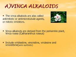 Using criteria of chromosome condensation and round ing of cells, vinblastine, vincristine, and other active vinca alkaloids were shown previously to. Plant Alkaloids Prof Dr Nashaat Lotfy Ppt Download