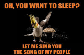 Funny Meme Anatomy Of A Parrot Cockatiel Sarcastic Funny Bird Memes Stock Photo Image Of Cool Card 164729396
