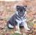Wolf German Shepherd Husky Mix