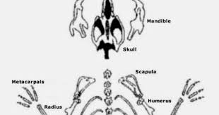 Teaching The Kid Owl Pellet Skeleton Reconstruction