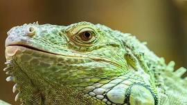 Reptile Day at Charmingfare Farm