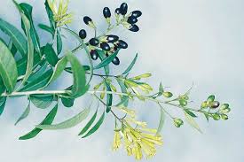 Image result for Cestrum parqui