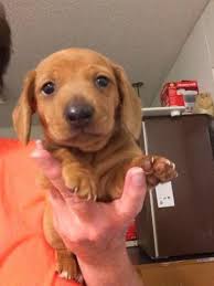 Adorable Miniature Dachshund Puppies For Sale For Sale In Booneville Arkansas Classified Americanlisted Com