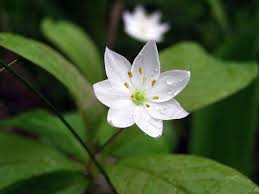 I västmanland finns en känd silvergruva. Test Landskapsblommor Bilder Quizlet