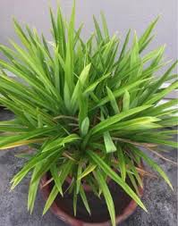 Image result for Pandanus chiliocarpus