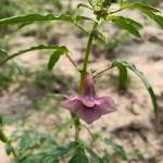 Image result for Sesamum angolense