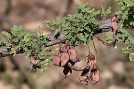 Image result for Acacia adenocalyx