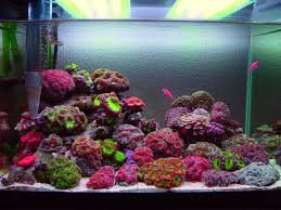 I Love Aquariums Aquarium Fish Tank Saltwater Fish Tanks Aquarium