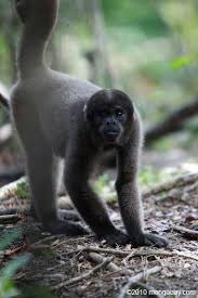Colombian Woolly Monkey Lagothrix Lagotricha Woolly Monkey Extinct And Endangered Animals Monkey