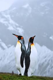King Penguins Fortuna Bay South Georgia By Steve Jones Goruntuler Ile Penguen Kus Sanat