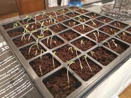 Keep the light two to four inches above the height of the seedlings. Are My Tomato Seedlings Too Leggy What Can I Do Until My Grow Lights Are Delivered Gardening