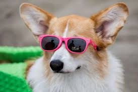 Intuitive fred888: 5th Corgi Con draws 1,000 dogs to Ocean Beach — and many  admirers as well