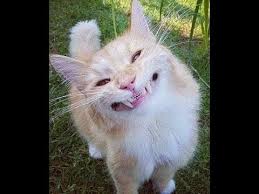 Lucunya kucing dan bayi bermain bersama. Lucu Banget Gambar Hewan Lucu