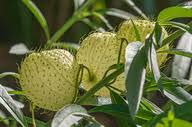 Image result for Gomphocarpus kaessneri