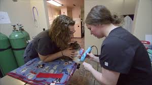 A Caring Vet Lindon Ut 84042 Veterinarian 801 785 6737