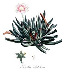 Image result for Aizoaceae