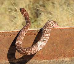 Coachwhip Masticophis Flagellum Red Phase Snake Reptiles Sonoran Desert