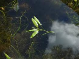 Image result for Potamogeton octandrus