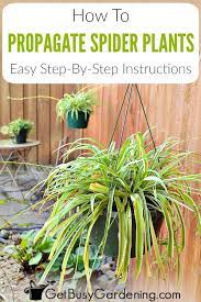 How To Propagate Spider Plants Complete Step By Step Guide Propagating Plants Plants Plant Care Houseplant
