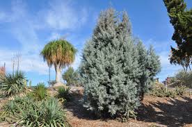 Image result for Cupressus arizonica