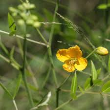 Image result for Senna sophera