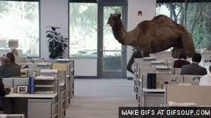 Geico's 2013 hump day ad became one of the most viral videos of all time by dint of its canny association with one of the seven days of the week. Animated Hump Day Camel Page 1 Line 17qq Com