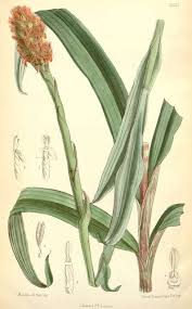 Image result for Disa polygonoides
