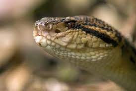 Bushmaster Genus Lachesis The Longest Venomous Snake In The New World Found In Scrublands And Forests From The Amaz Poisonous Snakes Snake Venom Amphibians