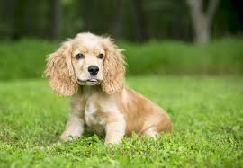 Sie sind jetzt komplett geimpft auch. English Cocker Spaniel Farben Charakter Pflege Rassebeschreibung