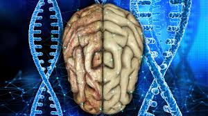 This causes physical and mental abilities to weaken, and they get worse over time. Microrna Gene Therapy To Treat Huntington S Disease Biotechscope