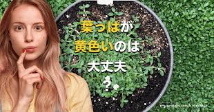 クラピア 葉っぱが黄色いのは病気 14日間で緑色に戻す簡単な方法