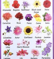 Flowers Vocabulary English Flowers English Vocabulary Learn English Vocabulary
