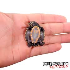 The plastron can be white, pink or, in the case of especially prized specimens, bright red/orange. Baby Pinkbelly Sideneck Turtles For Sale Underground Reptiles