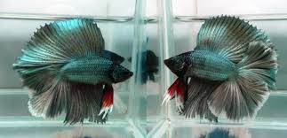 New Doubletail Huge Dorsal Fin Betta Tank Betta Fish Betta