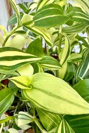 Image result for Tradescantia