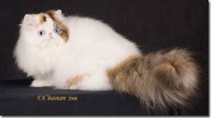 Gc Purrinlot Anna Grand Champion Blue Eye Bicolor Persian Cat Cats Persian Kittens Cat Boarding
