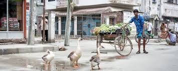 Are you working in or around san antonio, tx, or the surrounding area and need to transport animals? Animal Relocation To Bangladesh Pet Shipping Companies Air Transport Animal