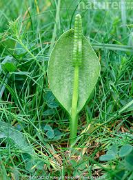Image result for Ophioglossum vulgatum
