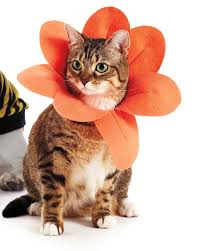 Well you're in luck, because here they come. Petaled Collar Pet Costume Martha Stewart