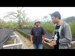 Proses Dan Cara Pemijahan Ikan Lele Alami Youtube Alam