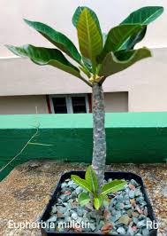 Image result for Euphorbia platyrrhiza